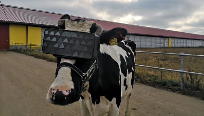 Подмосковные коровы ушли в виртуальную реальность — там им спокойней