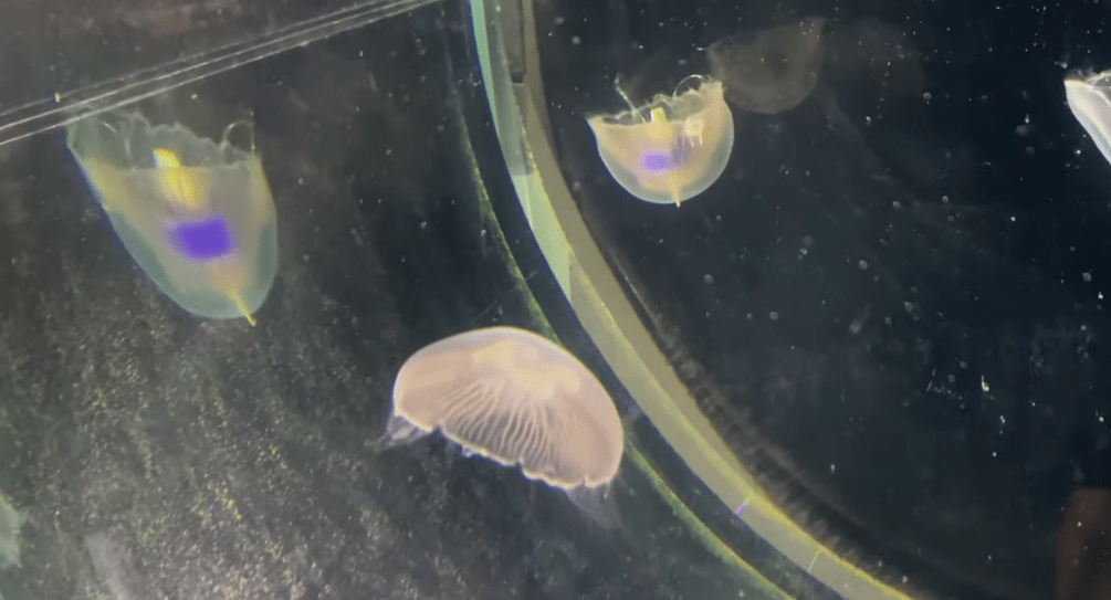Медузы-киборги помогут учёным исследовать океан