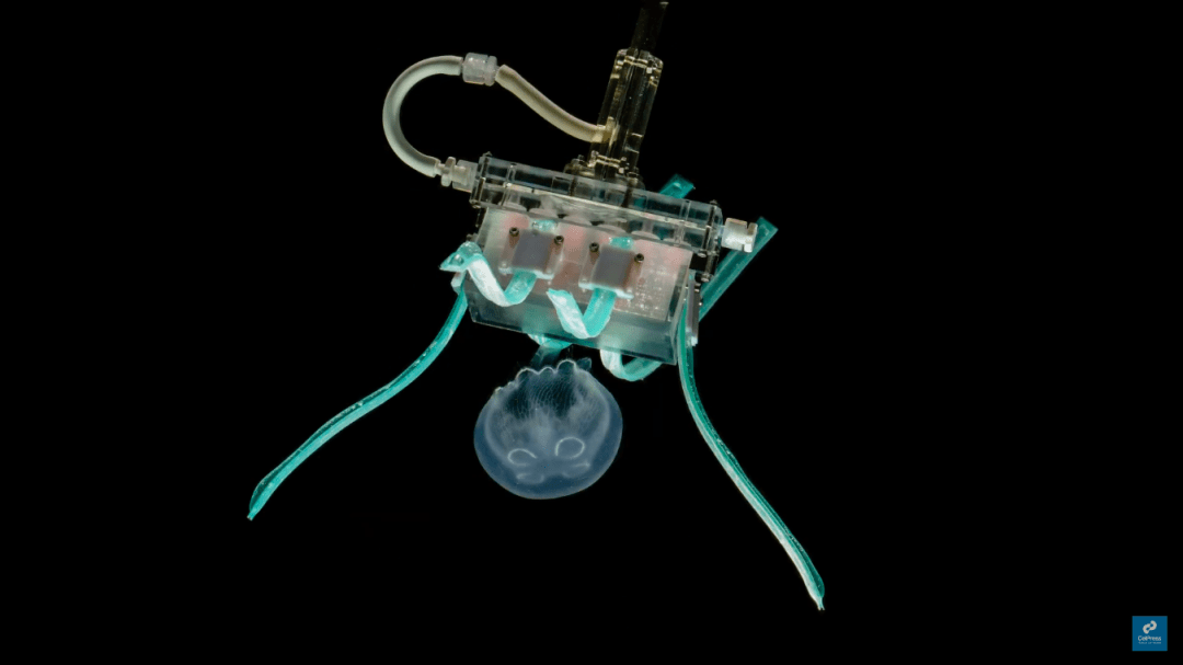 Ультрамягкие роботы обнимают медуз