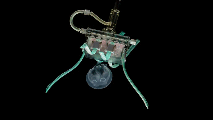 Ультрамягкие роботы обнимают медуз