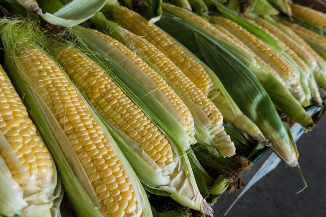 Ух ты: ИИ предсказывает урожай кукурузы