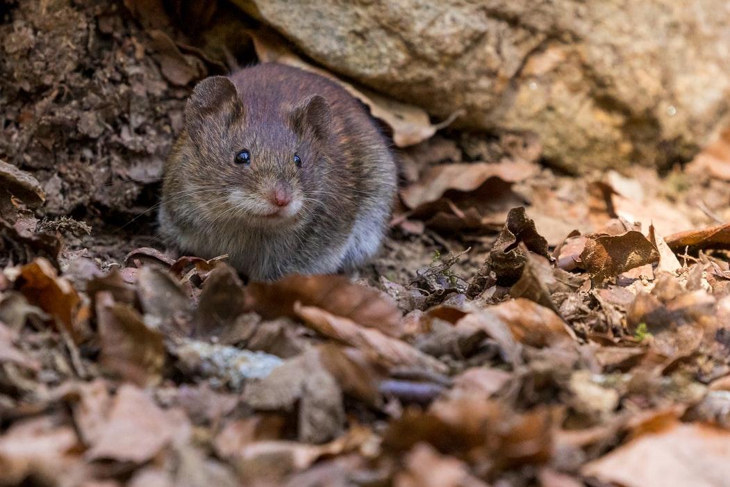 ИИ показал, что мыши умеют выражать разные эмоции так же, как и люди