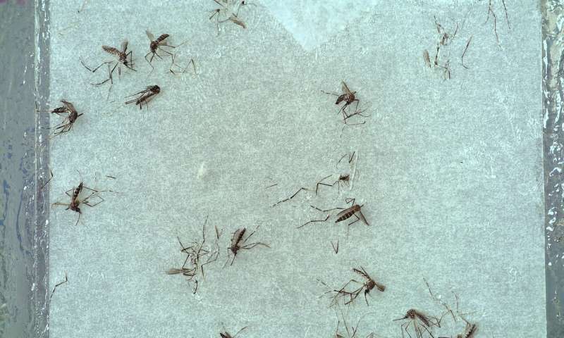 Придумали недорогую систему для отслеживания малярийных комаров