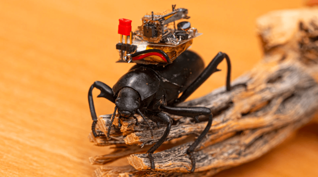 Учёные изобрели экшен-камеры для жуков, чтобы следить за ними