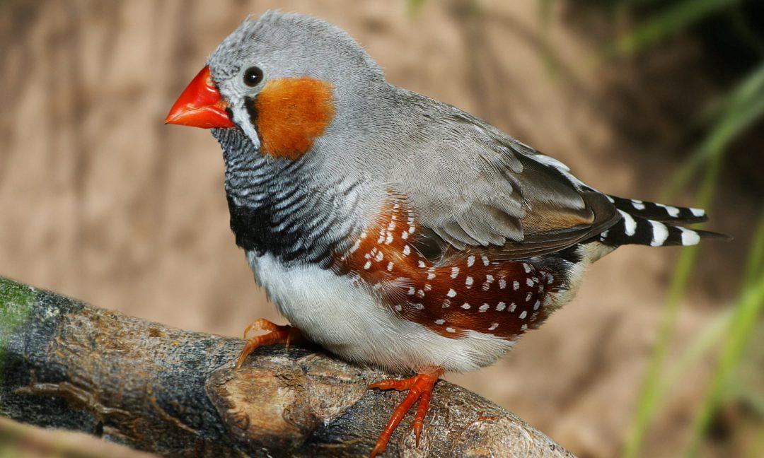 Учёные создали ИИ, различающий виды птиц только по картинкам