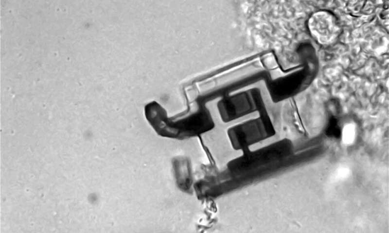 Изобрели микроскопических роботов на лазерном управлении