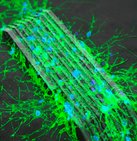 Микроботы научились связывать нервные клетки и восстанавливать мозг