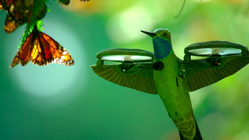 Видео от робота-колибри: сон и пробуждение полумиллиарда бабочек-монархов