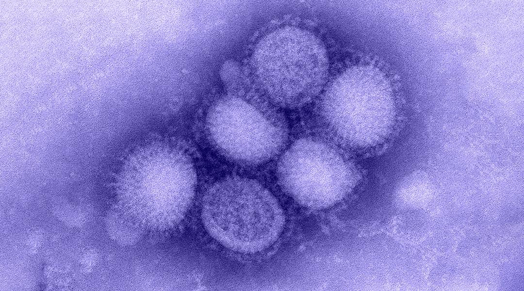 Создали синтетическую бактерию, которая убивает вирус гриппа