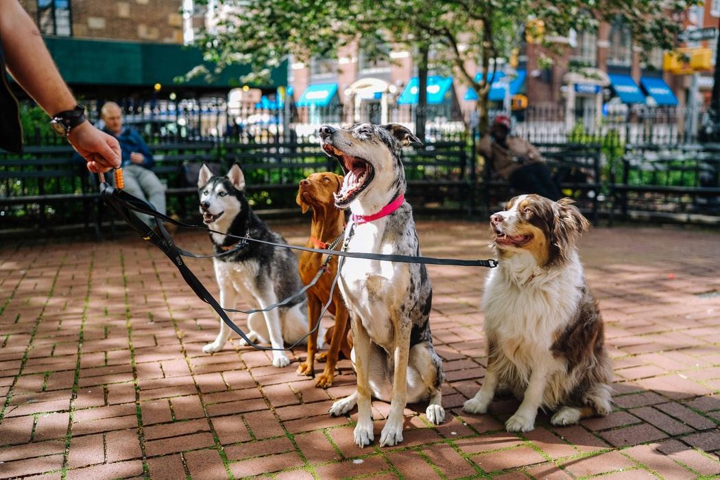 Программисты создали ИИ-систему для обучения собак устным командам