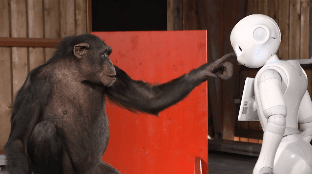 Посмотрите как общаются шимпанзе и робот-гуманоид