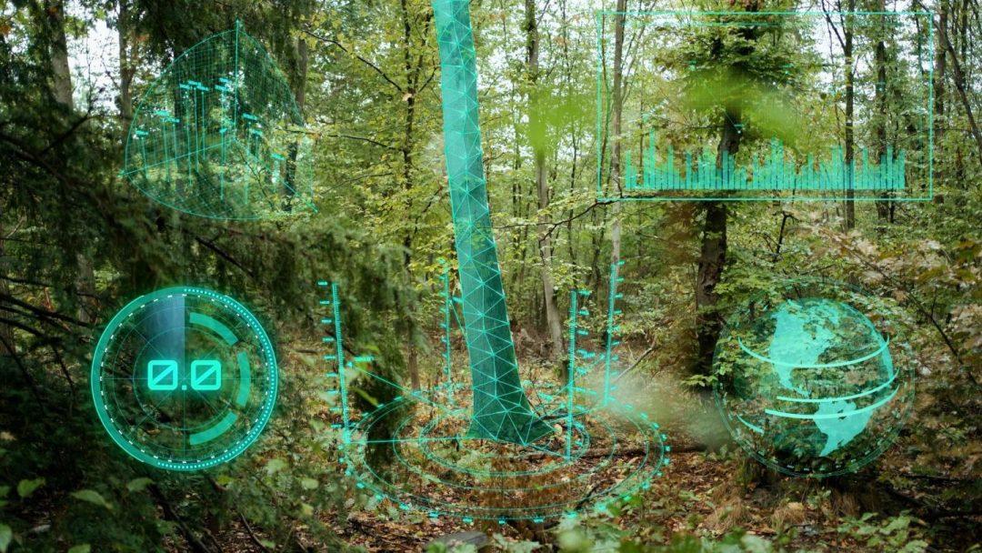 Разработали алгоритм управления лесами