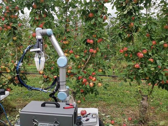 [Посмотрите] Робот-сборщик собирает яблоки в саду