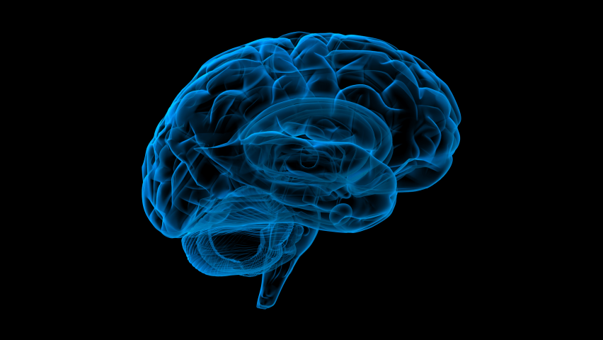 Новый способ визуализации показывает, как пульсирует мозг человека