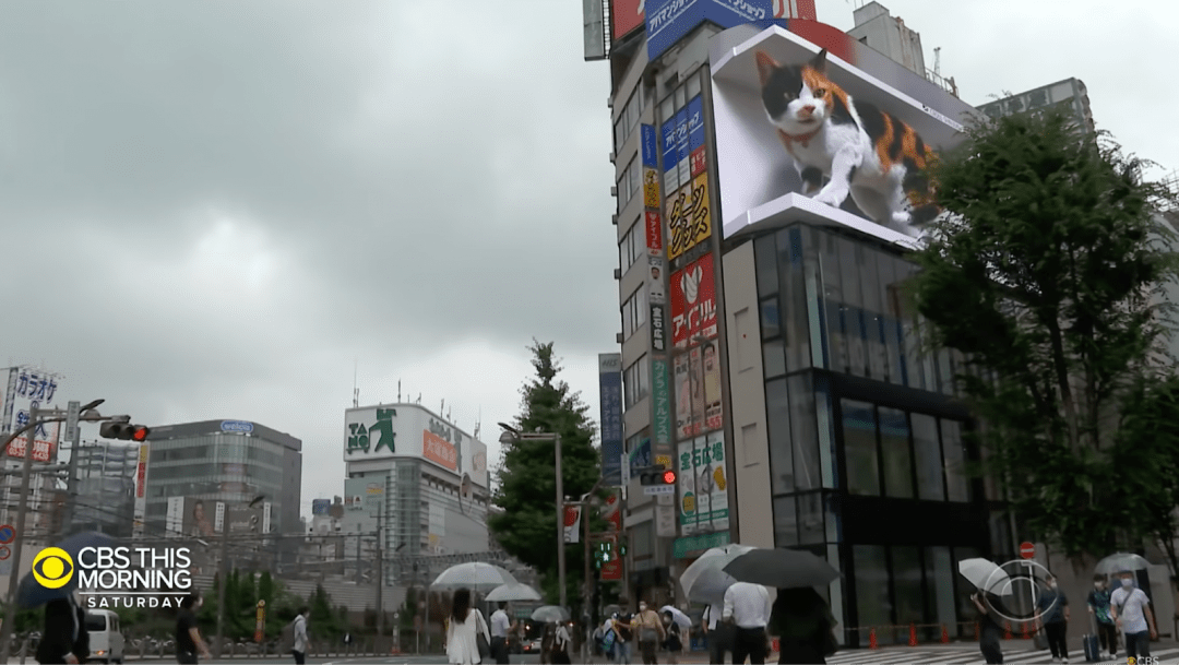 Посмотрите: трёхмерный котик захватил здание в Японии