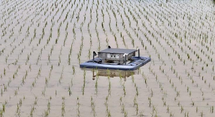 Посмотрите: робот мутит воду для борьбы с сорняками на рисовом поле