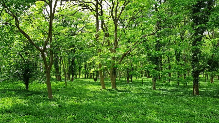 Учёные хакнут деревья, чтобы улучшить экологию