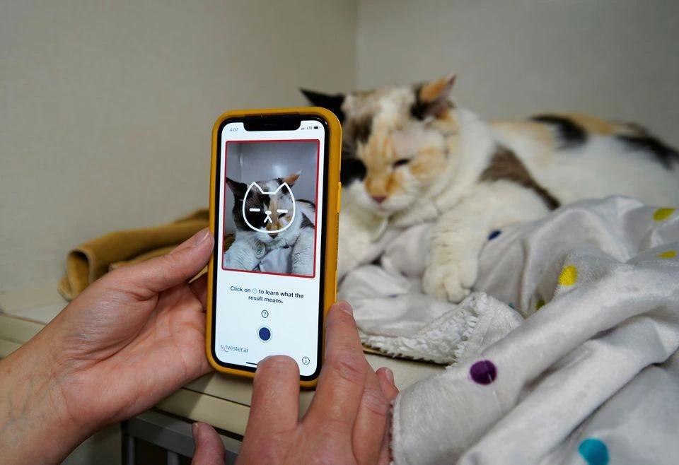 Новый сервис оценивает самочувствие кошки по фотографии