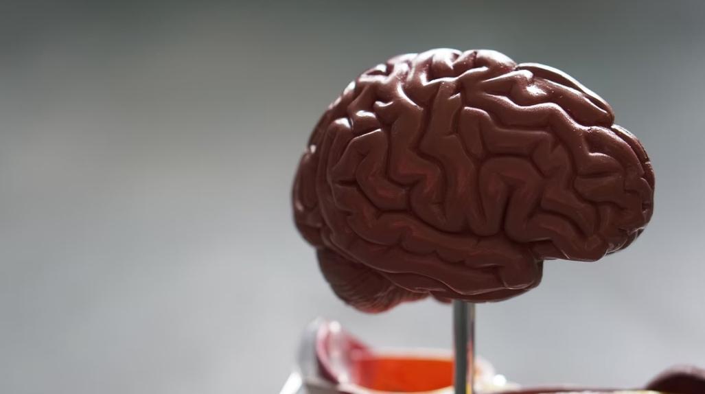 Новый мозговой имплантат может усиливать самоконтроль