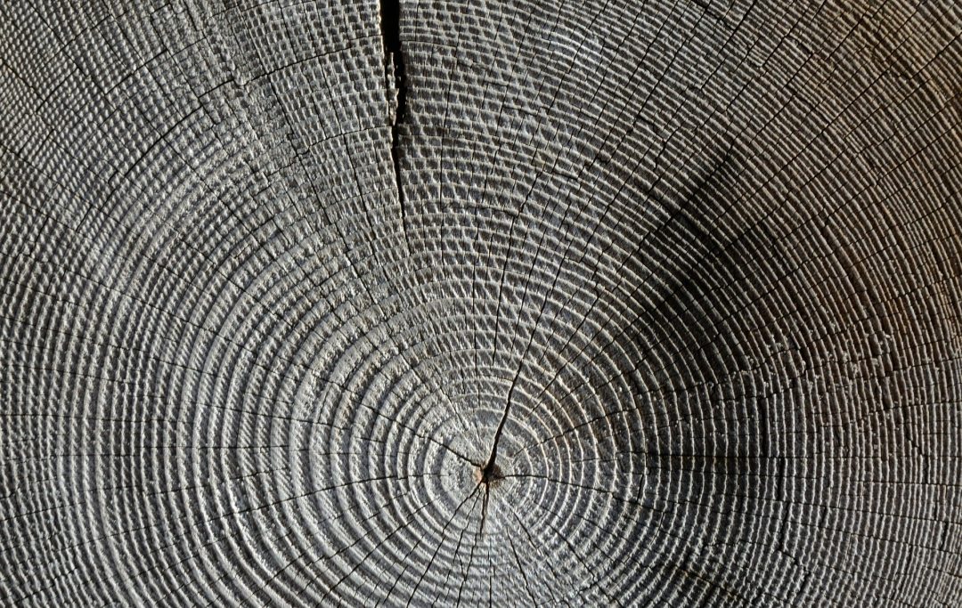 Новая формуемая древесина в 6 раз прочнее обычной