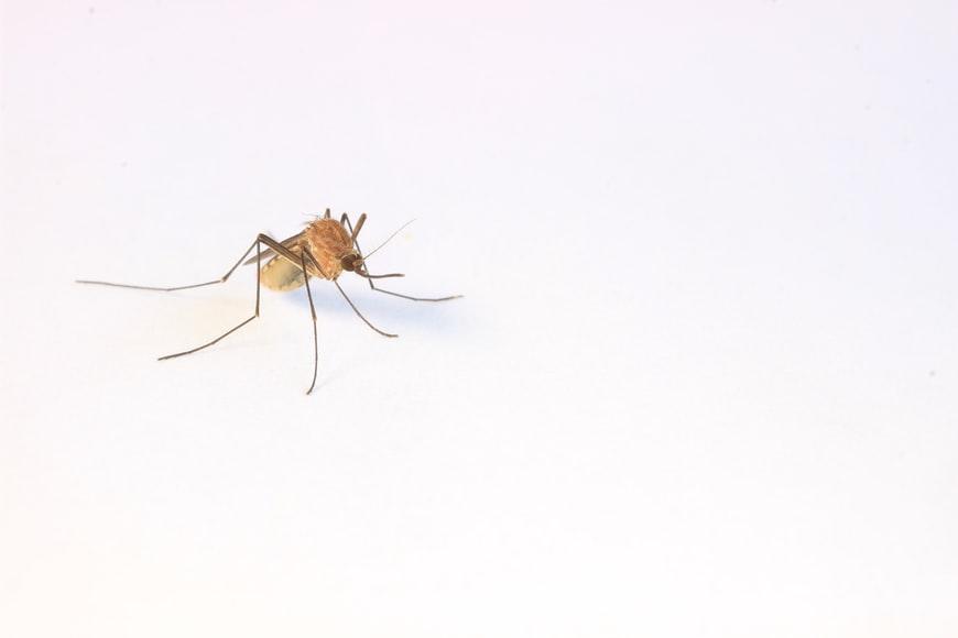 Придумали, как определять возраст комаров с помощью спектроскопии и нейронки