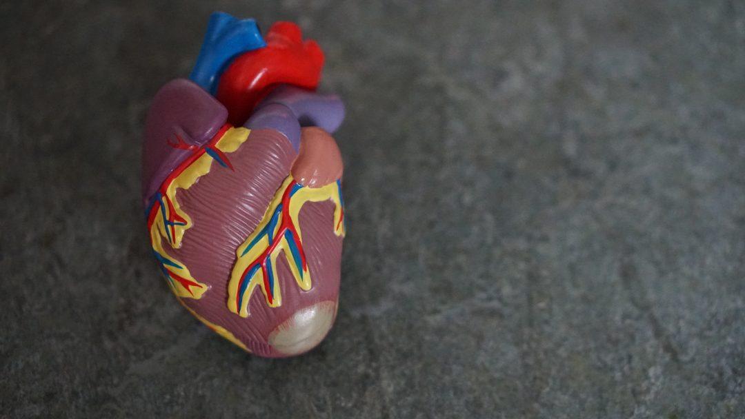 Сделали мощное искусственное сердце для мягких роботов