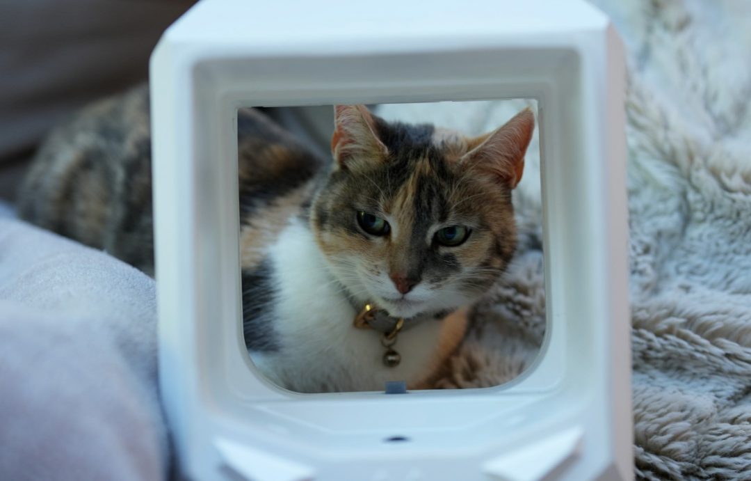 Инженер сделал заслонку с нейронкой, чтобы кошка не приносила добычу домой