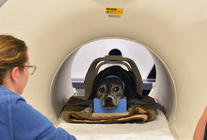 Придумали способ узнать, как мозг собаки представляет то, что она видит