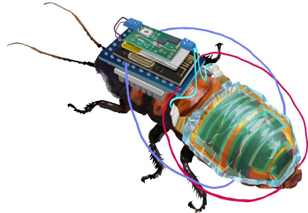 Придумали, как сделать из тараканов управляемых киборгов на солнечных батареях