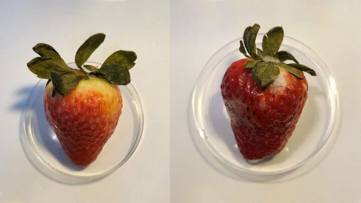 Разработали невидимое съедобное покрытие, которое помогает долго сохранять фрукты свежими