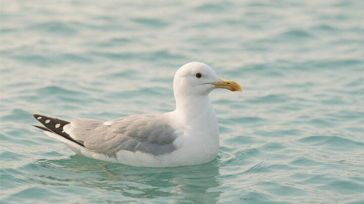В Южной Корее паром сел на мель, потому что рулевой залипал в смартфон