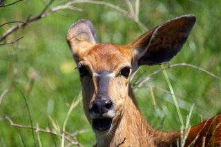 Комплекты памяти DDR5 стали стоить дороже MacBook Air