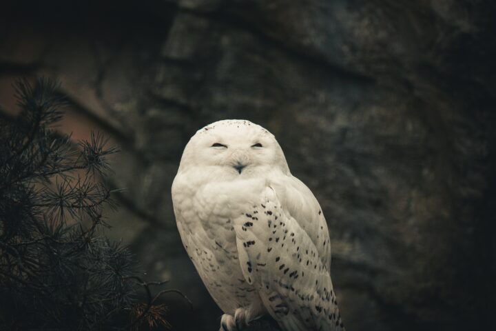 Android научился передавать файлы через AirDrop