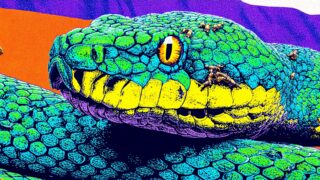 В России заблокировали Python — что происходит