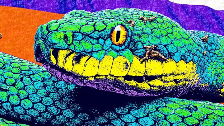 В России заблокировали Python — что происходит